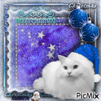 Merry cat Christmas ❤