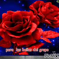 rosas - Δωρεάν κινούμενο GIF