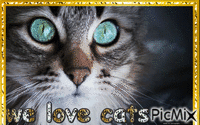 we love cats - Free animated GIF