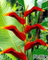 Zapatería en flor - Nemokamas animacinis gif