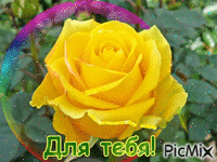 Роза - Zdarma animovaný GIF