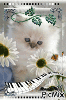 kotek na łące - Ingyenes animált GIF