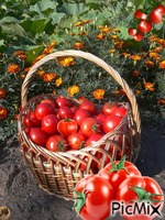 Tomates Gif Animado