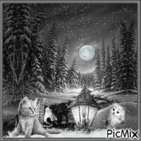 Winternacht mit Kätzchen