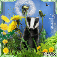 Badger in dandelion meadow. Good Morning animovaný GIF