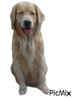 Amazing dog - Bezmaksas animēts GIF