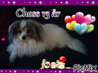 Chess 13 år animált GIF