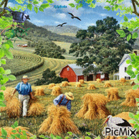 Straw harvest as it used to be/contest - Zdarma animovaný GIF