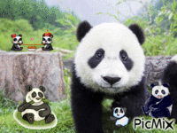 PANDA animoitu GIF