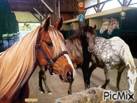 chevaux animēts GIF