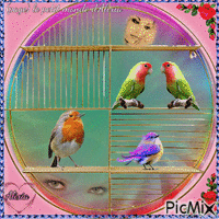 La cage aux oiseaux ouverte Animated GIF