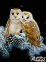 winter owl Animated GIF