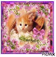 Cat and flowers κινούμενο GIF