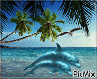 dauphins et la mer GIF animé