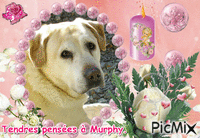Tendres pensées à Murphy. - Free animated GIF