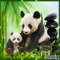 Mama Panda und ihr Baby