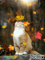 automne mimichat - Δωρεάν κινούμενο GIF