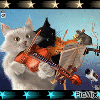 concert de chat - Free animated GIF