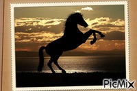 Cavalo na natureza " Por do sol" Gif Animado