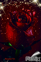 Róża - Ilmainen animoitu GIF