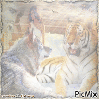 tigre-loup - Zdarma animovaný GIF