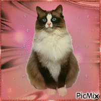 Amazing cat geanimeerde GIF