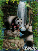 Мишки Панды Animated GIF