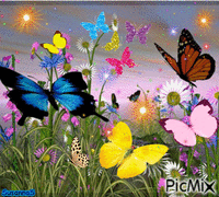 Butterflies GIF แบบเคลื่อนไหว