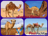 camel - GIF animé gratuit