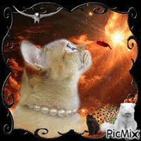 les chats - Bezmaksas animēts GIF