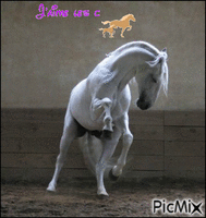 i love les chevaux GIF animé