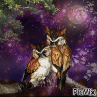 owl - GIF animado gratis