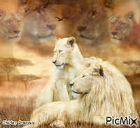 Lion King geanimeerde GIF