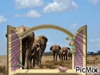 les éléphants en voie d extinction GIF animé