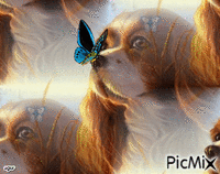 kelebekler - Besplatni animirani GIF