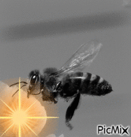 abeille - Gratis animerad GIF