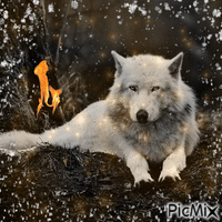 Волк зимой - Gratis animeret GIF