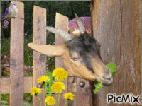 koza Líza - Besplatni animirani GIF