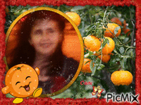 j'adore  les  mandarines