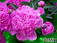 Pünkösdi rózsa. - 免费动画 GIF
