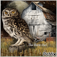 The Barn Owl-RM-08-13-23 - GIF animado grátis
