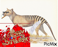 Happy birthday thylacine アニメーションGIF