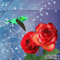 colibrí GIF animé