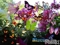 Papillons GIF animé