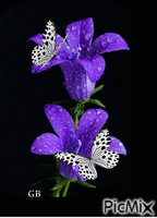 Schmetterling - Безплатен анимиран GIF