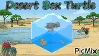 Desert Box Turtle - Бесплатни анимирани ГИФ