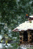 #12407 Wattled Smoky Honeyeater wlp POST - Darmowy animowany GIF