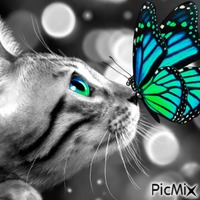 Chat et papillon - GIF animado gratis