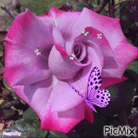 Lovely Rose - Gratis geanimeerde GIF