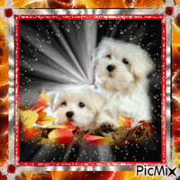 les petits chiens Animated GIF